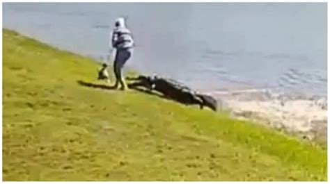 The Florida Fish and Wildlife Conservation Commission (FWC) and St. . 85 year old woman killed by alligator video reddit full video